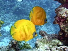 Buceo en el mar rojo