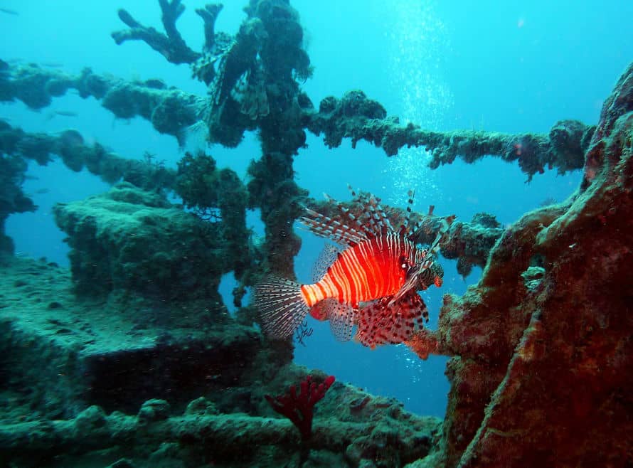 buceo en Alenadría